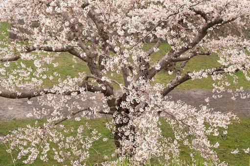 桜の写真
