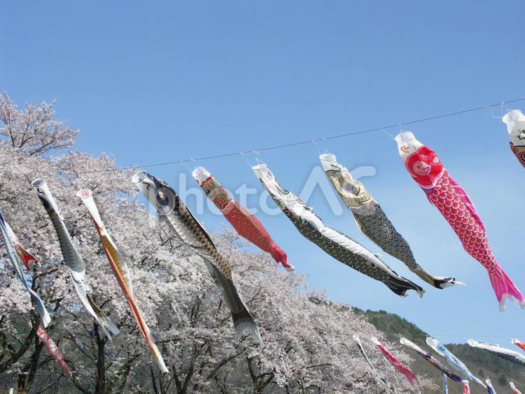 桜と鯉のぼり 自然,空,屋外での写真素材