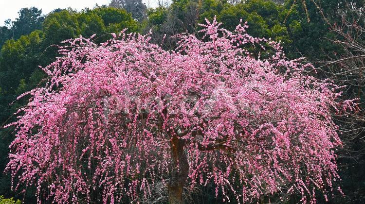 梅林公園　梅の花　 梅,花,梅林の写真素材