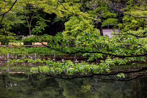 池の上で芽吹く新緑 池の上で芽吹く新緑の写真
