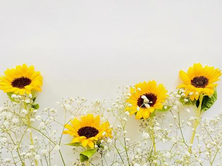 ひまわり ひまわりの写真