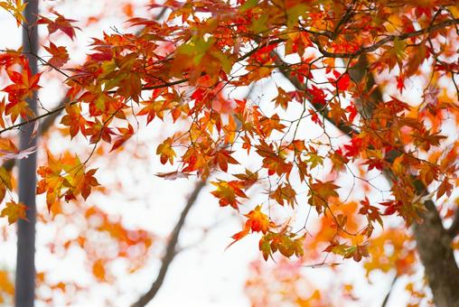 清水公園の紅葉 清水公園の紅葉,紅葉,清水公園の写真素材