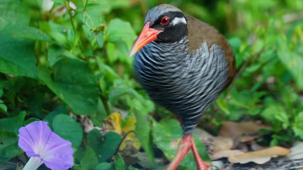 アサガオとヤンバルクイナ アサガオとヤンバルクイナの写真