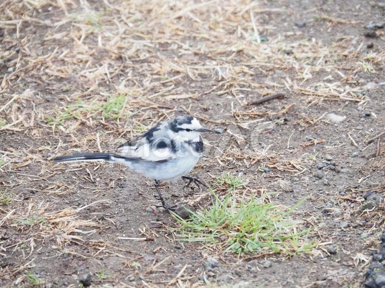 ハクセキレイ　小鳥　野鳥　白　黒　グレー ハクセキレイ,小鳥,野鳥の写真素材