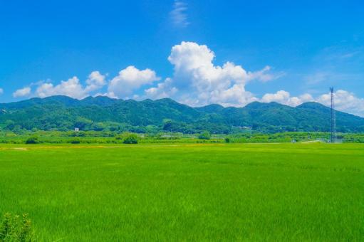緑豊かな田園風景 緑豊かな田園風景 田園,緑,草の写真素材