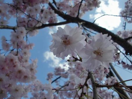 美しい桜の花 美しい桜の花の写真
