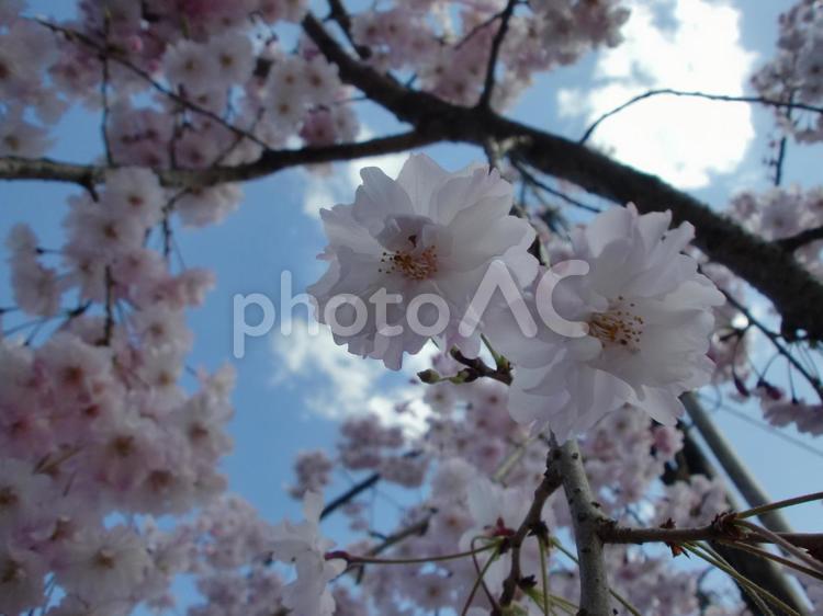 美しい桜の花 サクラ,花,植物の写真素材