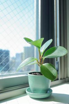 窓辺の小さなペペロミア 窓辺の小さなペペロミア 観葉植物,グリーン,植物の写真素材