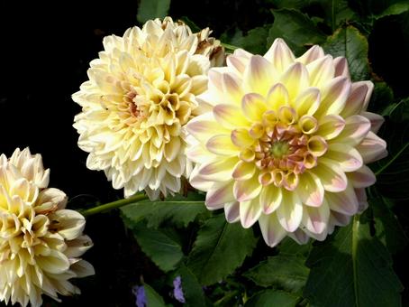 植物園の花壇に咲く淡い黄色系のダリアの写真