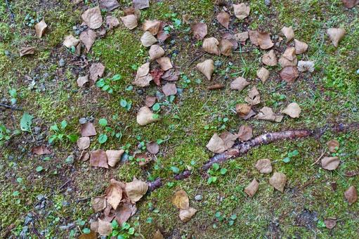 苔の上の落ち葉 苔の上の落ち葉 落葉,苔,枯葉の写真素材