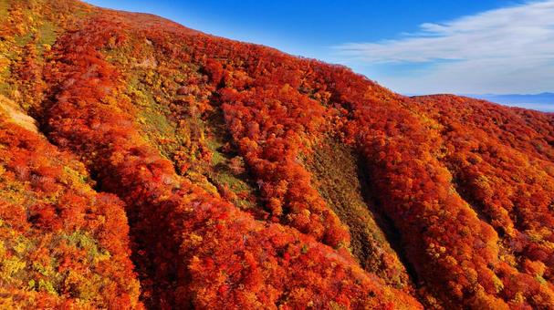 神の絨毯と秋空 神の絨毯と秋空 山,秋,紅葉の写真素材