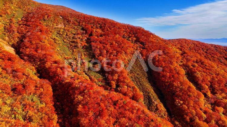神の絨毯と秋空 山,秋,紅葉の写真素材