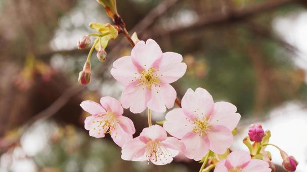桜 桜の写真