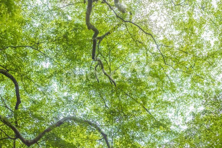 モミジの森の青葉10 青もみじ,青紅葉,青モミジの写真素材