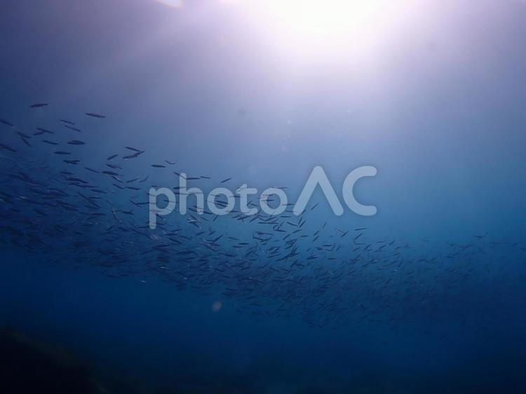 魚の群れ 魚,群れ,魚群の写真素材