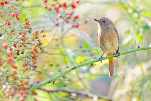赤い実に寄って来たジョウビタキ雌 ジョウビタキ,尉鶲,メスの写真素材