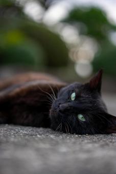 緑の瞳が美しい黒猫 動物,猫,黒猫の写真素材