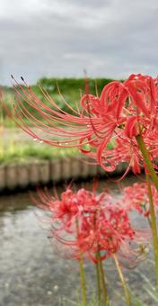 Red Spider Lily, JPG Red Spider Lily, JPG