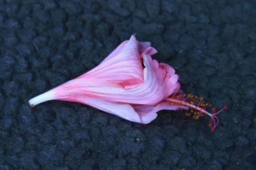 Photo, hibiscus, falling flowers, asphalt, 