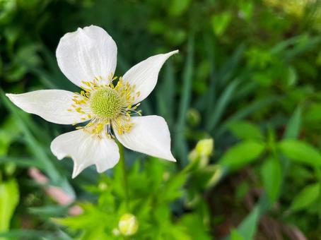 緑の庭に咲くアネモネ・バージニアナと蕾1の写真