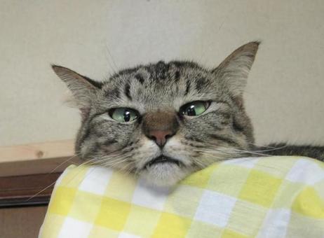 猫(キジトラ) 猫(キジトラ)の写真