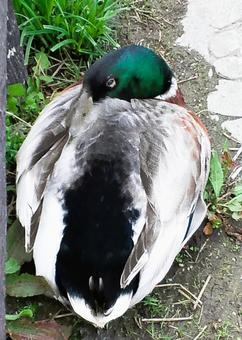 眠るマガモ 眠るマガモ マガモ,眠る,鳥の写真素材