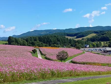 遠軽町「太陽の丘えんがる公園」コスモス園 秋桜,秋,花の写真素材