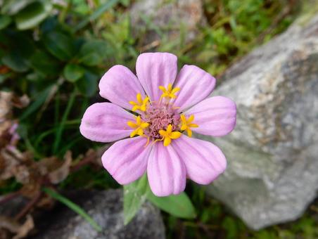 【花の写真】 ヒャクニチソウ（百日草） 百日草,ヒャクニチソウ,植物の写真素材