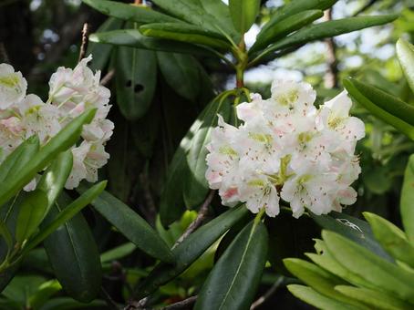 シャクナゲの花 シャクナゲの花 シャクナゲ,花,植物の写真素材