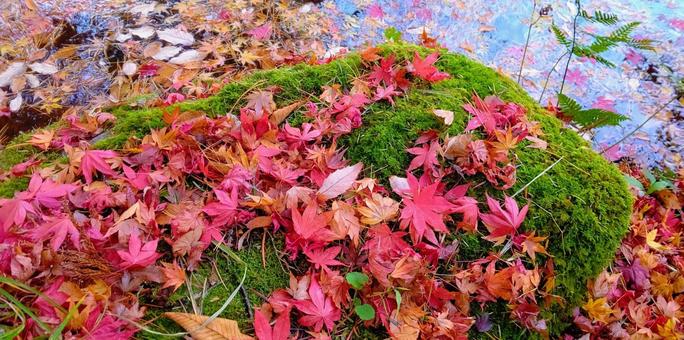 新潟の秋 秋,紅葉,楓の写真素材