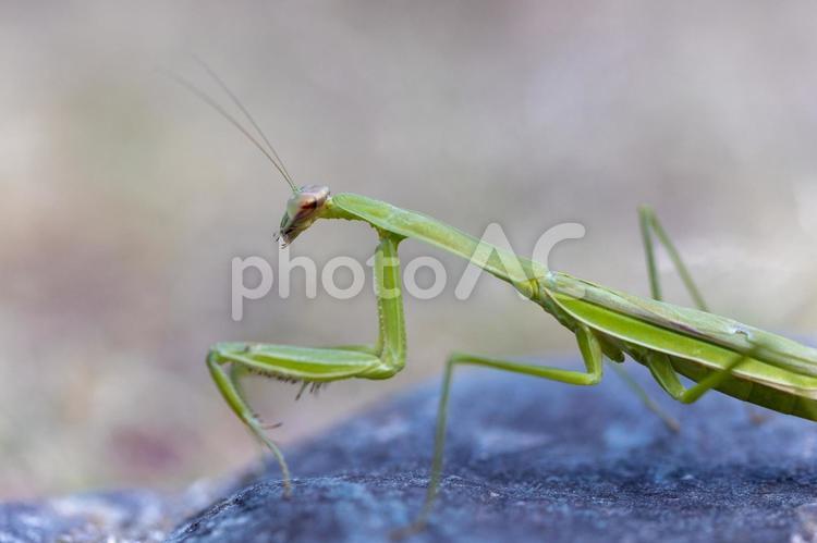 カマキリ カマキリ,昆虫,自然の写真素材
