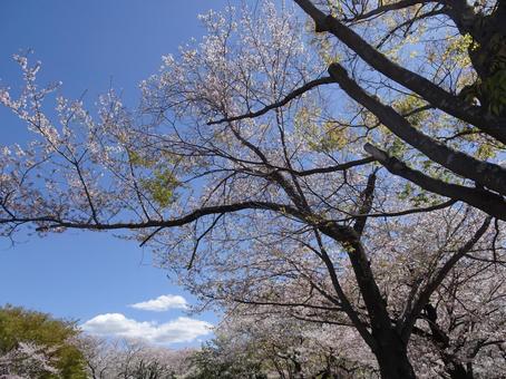 Photo, april, cherry blossoms, petal, 