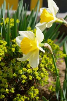 Daffodil 4, JPG