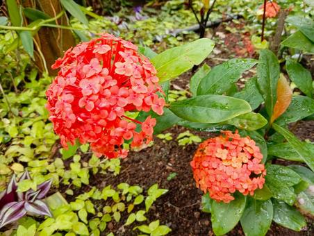 Photo, santanka, ichikawa city zoo and botanical garden, flower, 