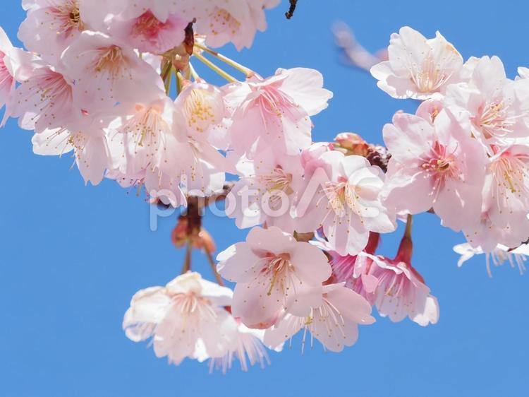 青空と寒桜 寒桜,さくら,自然の写真素材