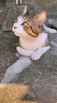 日差しを楽しむ癒しの猫 日差しを楽しむ癒しの猫 猫,日差し,ひなたぼっこの写真素材
