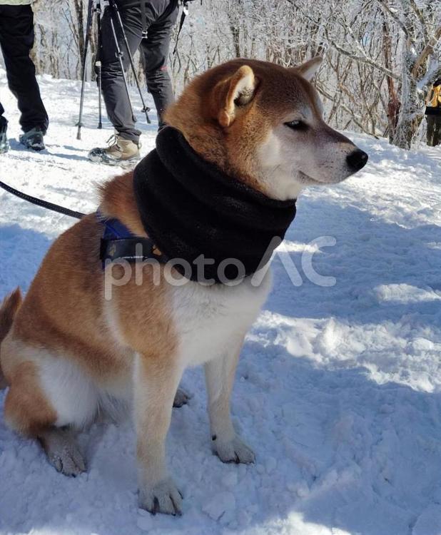 【柴犬】冬山登山の愛犬 犬,ペット,柴犬の写真素材