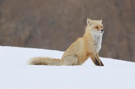 キタキツネ キタキツネ,きつね,野生動物の写真素材