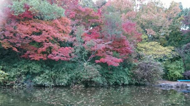 色づく 紅葉,川,赤の写真素材