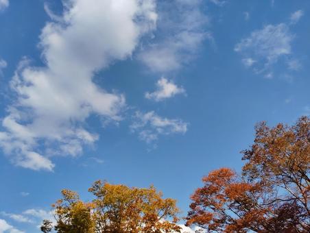 日本・11月の紅葉と秋晴れの空 紅葉,空,青空の写真素材