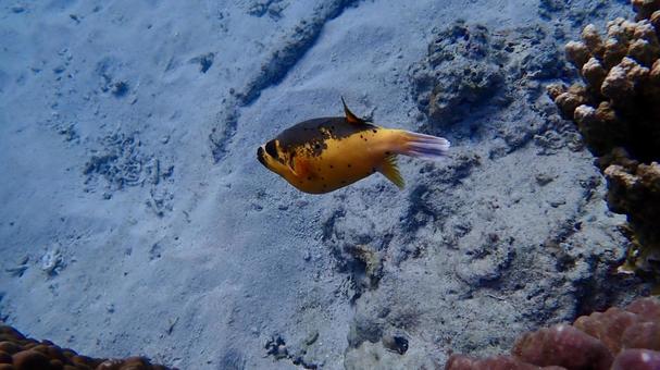 沖縄県座間味の海で泳ぐコクテンフグ 沖縄県座間味の海で泳ぐコクテンフグ コクテンフグ,フグ,魚の写真素材