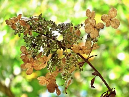 糊空木の実とドライフラワーになった装飾花 糊空木の実とドライフラワーになった装飾花 ノリウツギ,果実,装飾花の写真素材