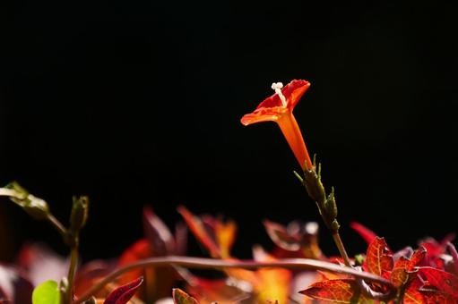 黒い背景のマルバルコウ 黒い背景のマルバルコウ マルバルコウ,マルバルコウソウ,花の写真素材