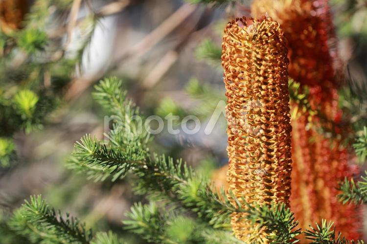 バンクシア・エリキフォリア 花,たわしみたい,珍しいの写真素材