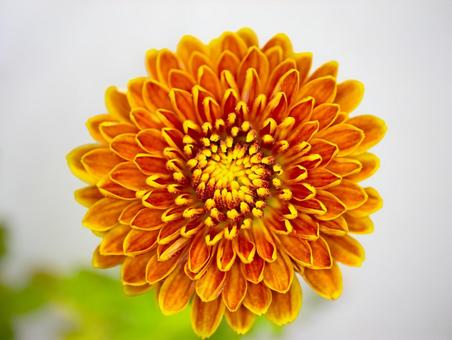 正面から見た菊 正面から見た菊の写真