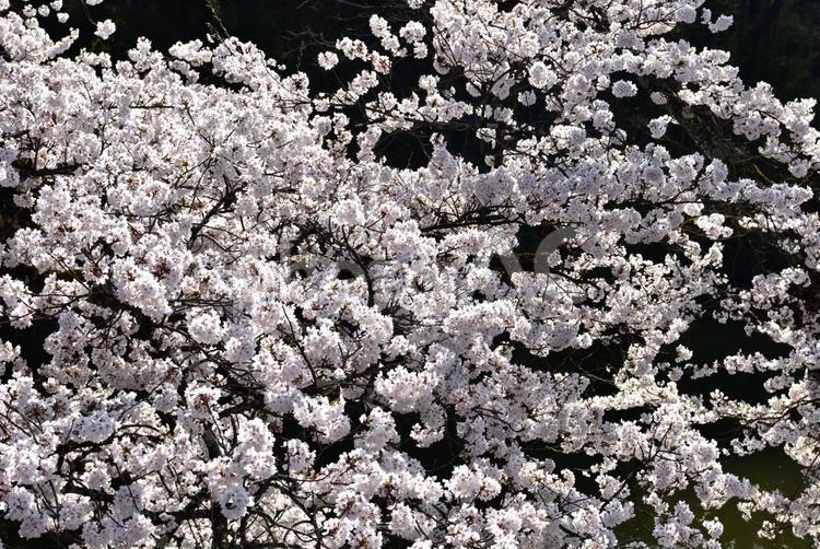 桜の花の密集 桜,花,密集の写真素材