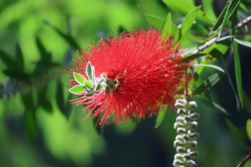 ブラシノキの赤い花のアップ ブラシノキの赤い花のアップ ブラシノキ,赤い,花の写真素材