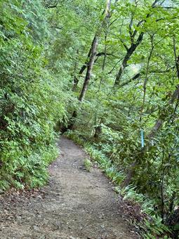 夏の高尾山　四号路　ハイキングコース 四号路,ハイキングコース,森の写真素材
