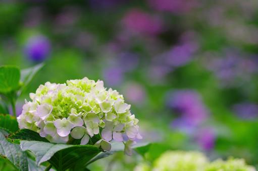 紫陽花 紫陽花の写真