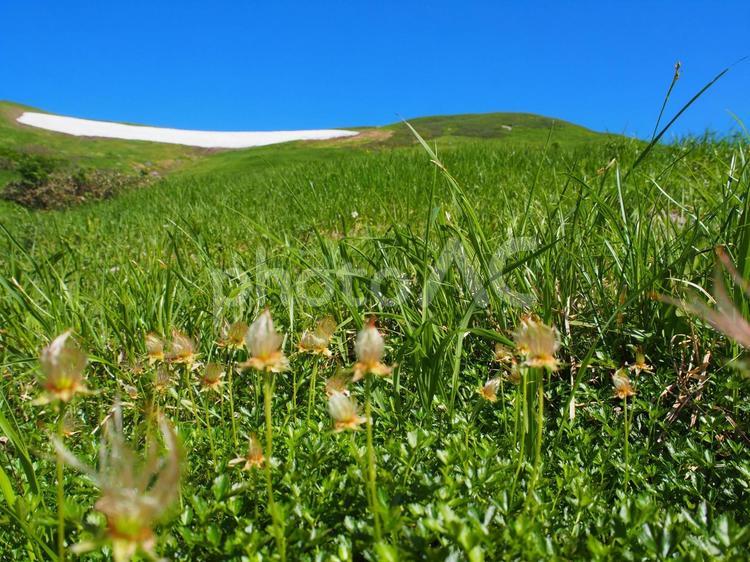 百名山の月山の麓にさくチングルマと万年雪 月山,百名山,万年雪の写真素材